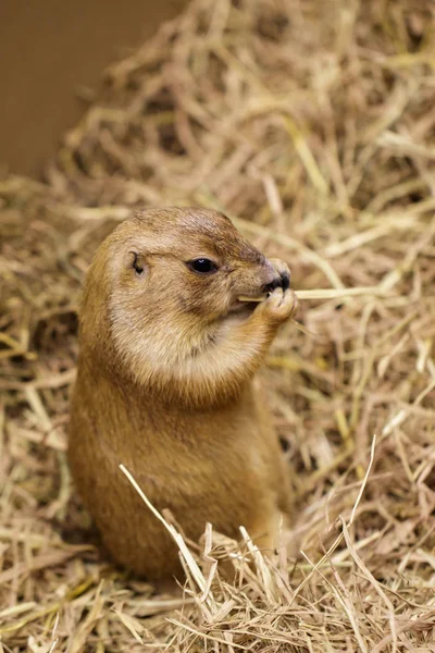 Immagine di cane prateria sull'erba secca. Animale domestico. Animali selvatici. — Foto Stock