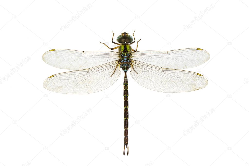 Image of dragonfly on a white background.