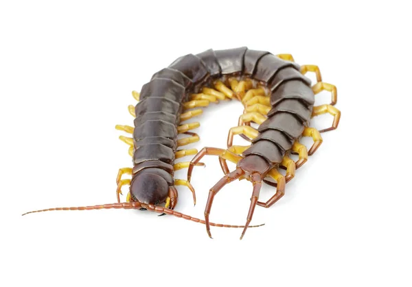 Image of centipedes or chilopoda isolated on white background. A — Stock Photo, Image