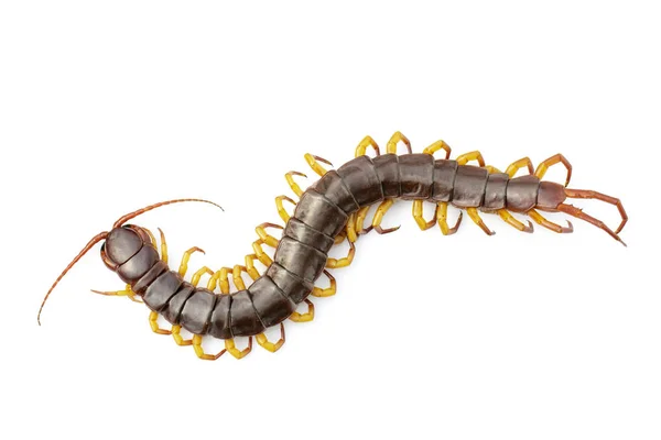 Image of centipedes or chilopoda isolated on white background. A — Stock Photo, Image