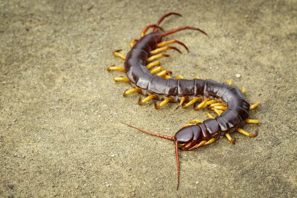 Image of centipedes or chilopoda on the ground. Animal. poisonou — Stock Photo, Image