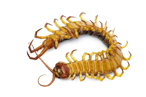 Image of dead centipedes or chilopoda isolated on white backgrou — Stock Photo, Image