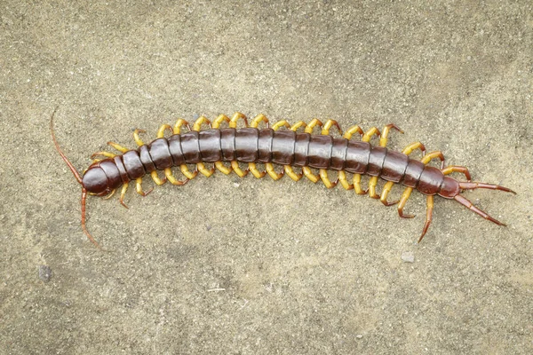 Bild av tusenfotingar eller chilopoda på marken. Djur. förgifou — Stockfoto