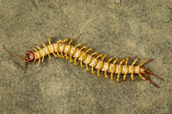 Imagen de ciempiés muertos o chilopodos en el suelo. ¡Animal! Poi. —  Fotos de Stock