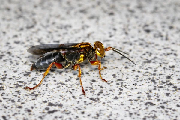 Yerdeki wasp görüntüsü. Böcek. Hayvan.