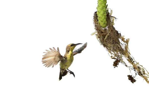 Obraz purpurowy Sunbird (kobieta) robi swoje gniazdo na białym grzbiecie — Zdjęcie stockowe