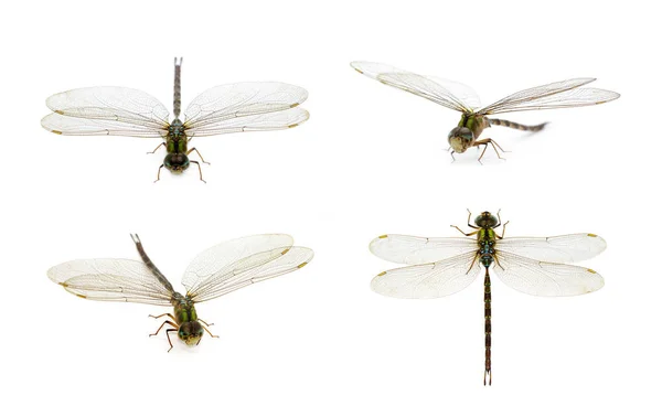 Beyaz arka plan üzerinde yusufçuk grubunun görüntüsü. Saydam kanat — Stok fotoğraf