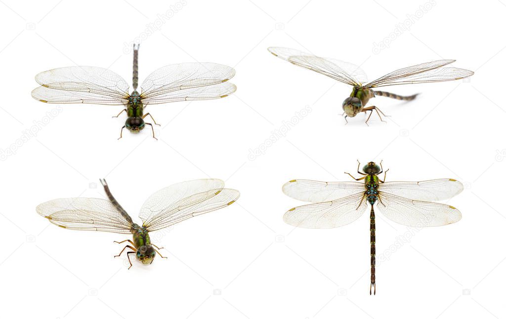Image of dragonfly group on a white background. Transparent wing