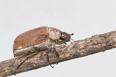 Beyaz bir dal üzerinde cockchafer (Melolontha melolontha) Görüntü