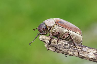 Bir nat üzerinde bir dal üzerinde cockchafer (Melolontha melolontha) Görüntü