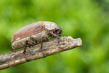 Bir nat üzerinde bir dal üzerinde cockchafer (Melolontha melolontha) Görüntü