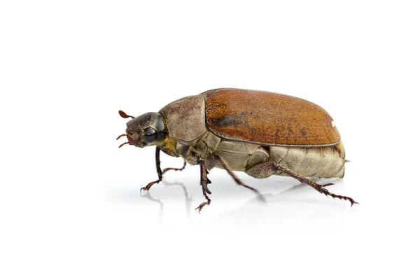Image of cockchafer (Melolontha melolontha) isolated on white ba — Stock Photo, Image