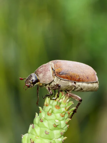 Imagem do cockchafer (Melolontha melolontha) em um ramo em um nat — Fotografia de Stock