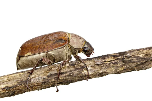 Imagem do cockchafer (Melolontha melolontha) em um ramo no branco — Fotografia de Stock