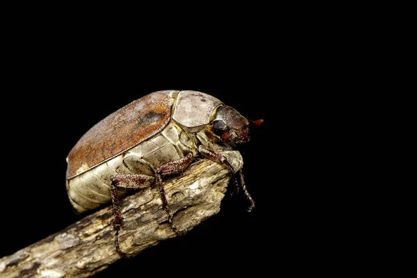 Imagem do cockchafer (Melolontha melolontha) em um ramo no preto — Fotografia de Stock