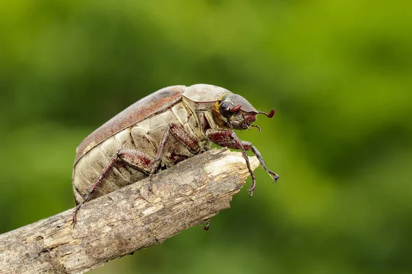 Bir nat üzerinde bir dal üzerinde cockchafer (Melolontha melolontha) Görüntü — Stok fotoğraf