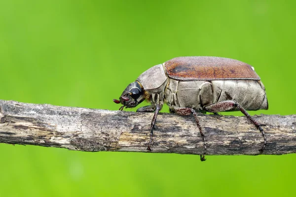 Bir nat üzerinde bir dal üzerinde cockchafer (Melolontha melolontha) Görüntü — Stok fotoğraf