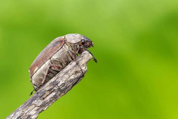Image of cockchafer (Melolontha melolontha) on a branch on a nat — Stock Photo, Image