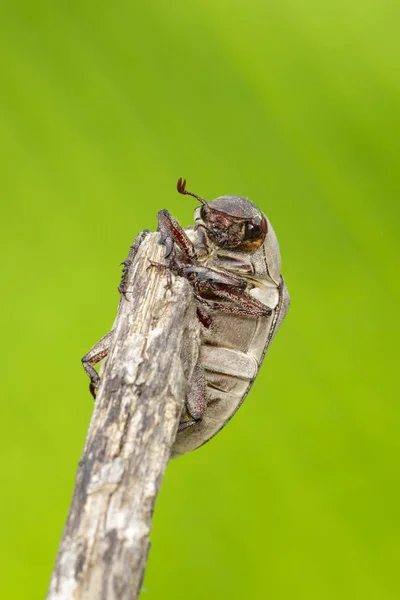 Imagem do cockchafer (Melolontha melolontha) em um ramo em um nat — Fotografia de Stock