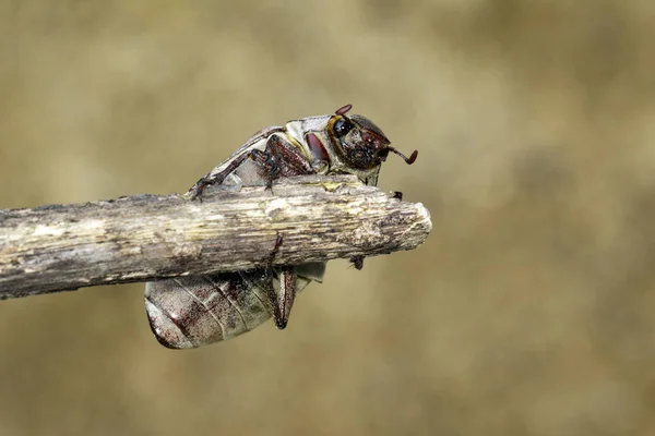 Imagem do cockchafer (Melolontha melolontha) em um ramo em um nat — Fotografia de Stock