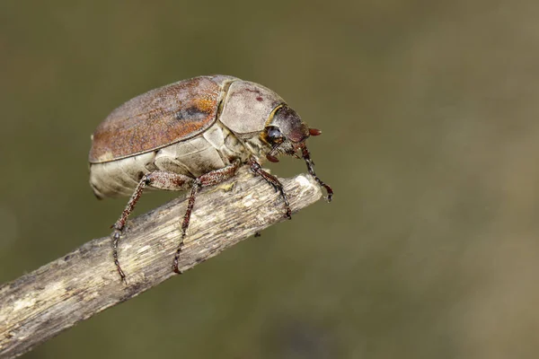 Imagem do cockchafer (Melolontha melolontha) em um ramo em um nat — Fotografia de Stock