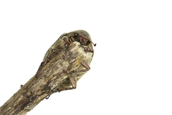 Εικόνα του κόκορα (Μελολόνθα μελολόνθα) σε ένα κλαδί σε λευκό — Φωτογραφία Αρχείου