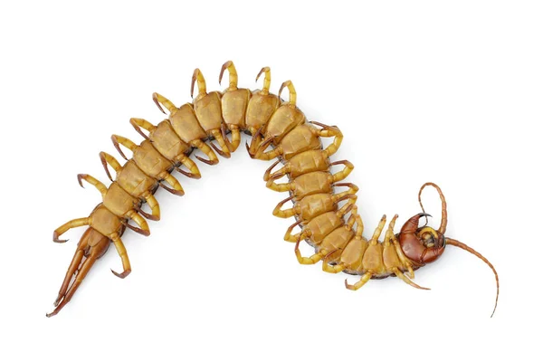 Image of dead centipedes or chilopoda isolated on white backgrou — Stock Photo, Image