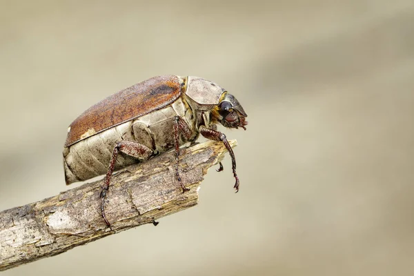 Bir nat üzerinde bir dal üzerinde cockchafer (Melolontha melolontha) Görüntü — Stok fotoğraf