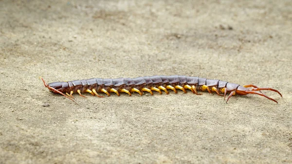 Imagen de ciempiés o chilopodos en el suelo. ¡Animal! veneno — Foto de Stock