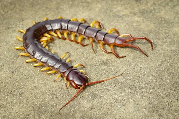 Imagem de centopeias ou chilopoda no chão. Animal. intoxicação — Fotografia de Stock