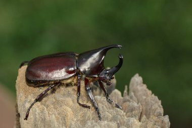 Doğa arka planda hanedan görüntüsü. Böcek. Hayvan.
