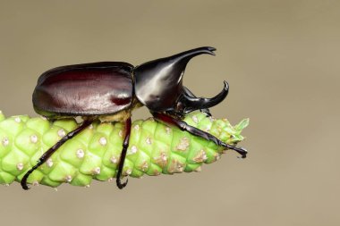 Doğa arka planda hanedan görüntüsü. Böcek. Hayvan. 