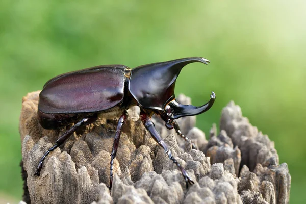 자연 배경에 다이나스티네의 이미지입니다. 곤충. 동물. — 스톡 사진