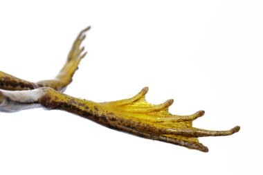 Frog Feet, çeltik alanı yeşil kurbağa veya Yeşil Çeltik Kurbağası görüntüsü (