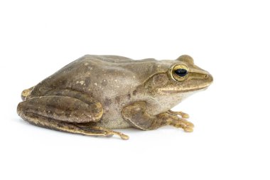 Kurbağa, Polypedates leucomystax, polypedates maculatus üzerinde Görüntü 