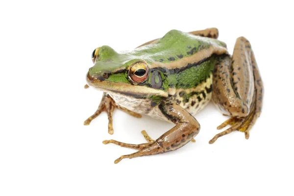 Afbeelding van rijstveld groene kikker of groene Paddy kikker (Rana erythr — Stockfoto