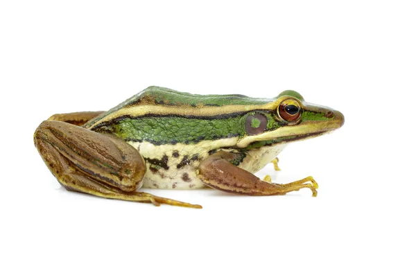 Imagem do sapo verde campo de arroz ou Green Paddy Frog (Rana erythr — Fotografia de Stock