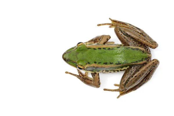 Imagem do sapo verde campo de arroz ou Green Paddy Frog (Rana erythr — Fotografia de Stock