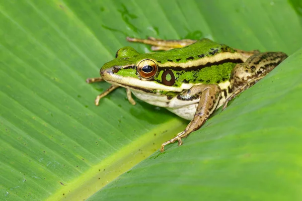 Imagen de campo de arroz rana verde o rana de arroz verde (Rana erythr — Foto de Stock