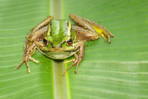 Immagine del campo di risaia rana verde o rana verde Paddy (Rana erythr — Foto Stock