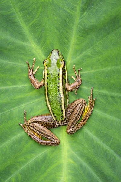 Çeltik alanı yeşil kurbağa veya Yeşil Çeltik Kurbağası (Rana erythr) görüntüsü — Stok fotoğraf
