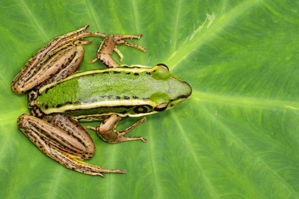 水田緑のカエルまたは緑の水田カエルの画像(ラナエリスル — ストック写真