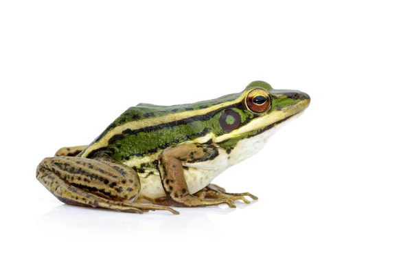 Kuva paddy field vihreä sammakko tai vihreä Paddy sammakko (Rana erythr — kuvapankkivalokuva
