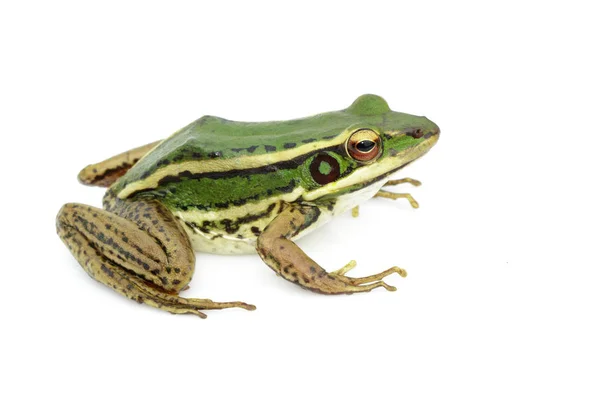 Immagine del campo di risaia rana verde o rana verde Paddy (Rana erythr — Foto Stock