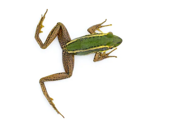 Obraz pola niełuskanego zielona żaba lub Green Paddy Frog (rana z — Zdjęcie stockowe