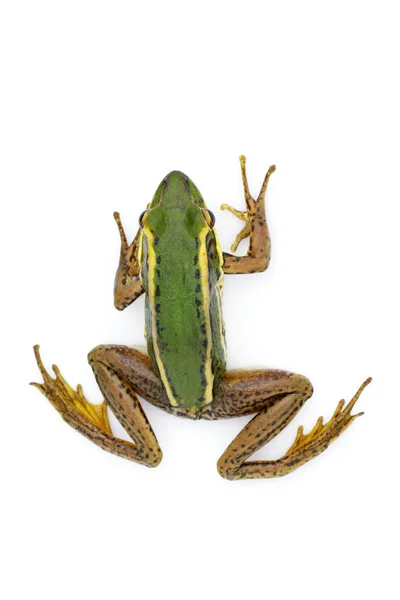 Imagem do sapo verde campo de arroz ou Green Paddy Frog (Rana erythr — Fotografia de Stock