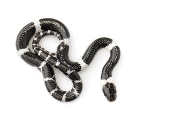 Beyaz arka planda küçük yılan (Lycodon laoensis) görüntüsü., R