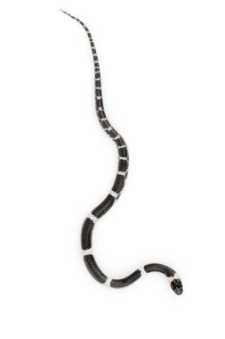 Beyaz arka planda küçük yılan (Lycodon laoensis) görüntüsü., R