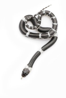 Beyaz arka planda küçük yılan (Lycodon laoensis) görüntüsü., R