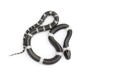 Beyaz arka planda küçük yılan (Lycodon laoensis) görüntüsü., R